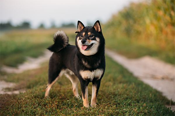 Dog Daycare in Lafayette, Louisiana